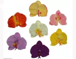 Каталог головок искусственных цветов в Абакане