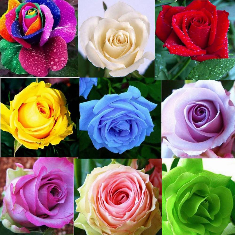 Какие есть розы по цвету. Разновидности цветов. Розы разных цветов. Разновидности роз. Разнообразие сортов роз.